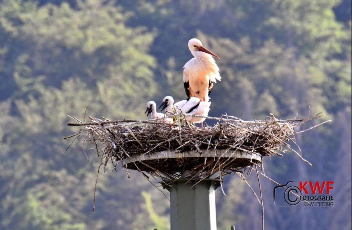 Апартаменты Storchennest Eisfeld